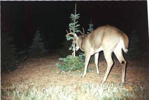 This buck white-tailed deer was caught in the act of rubbing a Canaan fir tree on our farm with a motion and heat-detecting game camera.  A single buck can rub many trees and cause significant tree damage in the process.