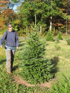 To help keep bucks from rubbing our Christmas trees we spray each individual tree with a deer repellant.  It's very labor intensive, but seems to work pretty well - until it rains and gets washed off.  Then we have start all over again.