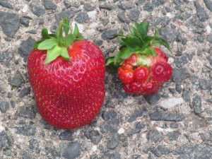 The strawberry on the left has been properly pollinated, while the one on the right has not.  Which one would you rather eat?