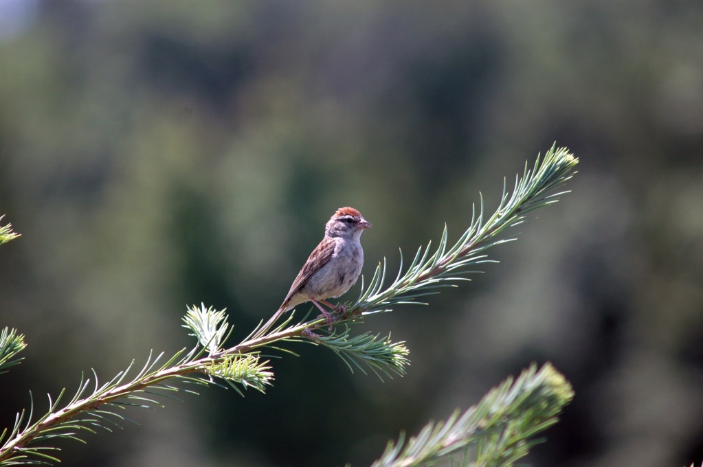 Chipping Sparrow at Wolgast Christmas Tree Farm