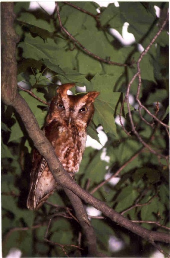 Eastern Screech Owl at Wolgast Tree Farm