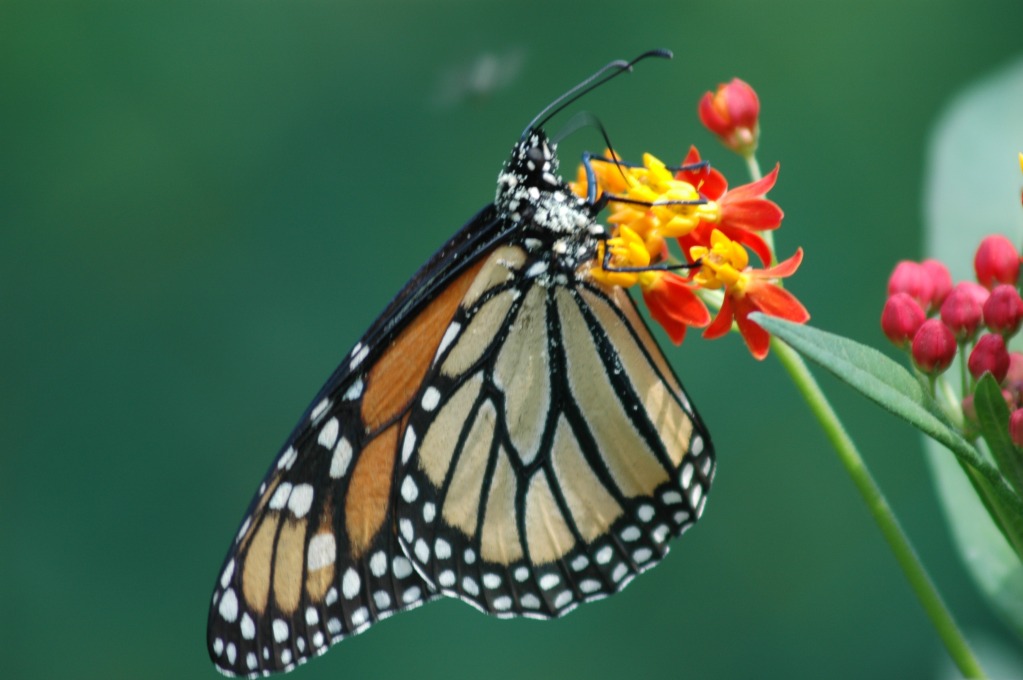 Monarch Butterfly at Wolgast Tree Farm in Somerset, New Jersey