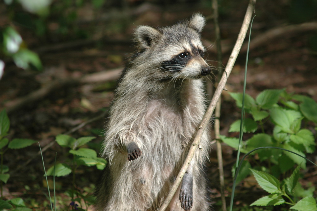 Mother Racoon at Wolgast Tree Farm in Somerset, New Jersey